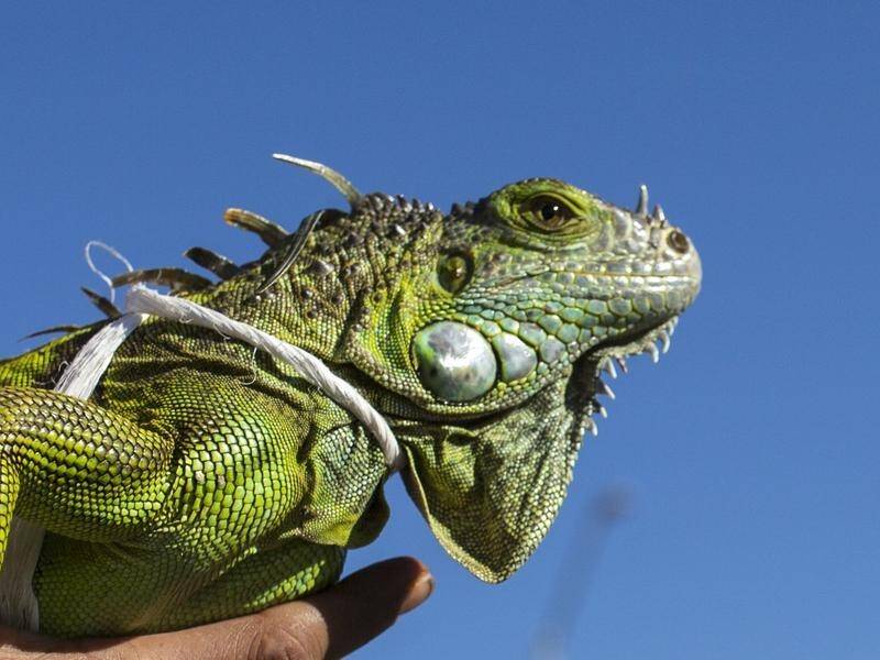Plunging temperatures in Florida may cause iguanas in the US state to fall from their perches.