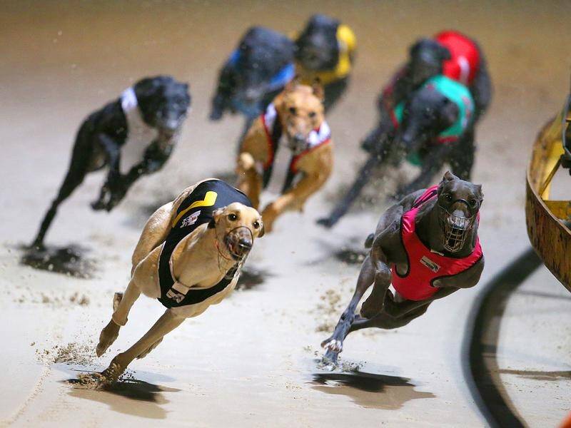 NSW's Greyhound Welfare and Integrity Commission aims to track racing dogs for their whole lives.