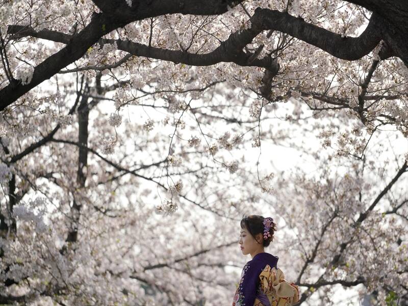 Two typhoons that hit Japan have triggered the early blooming of cherry blossoms.