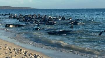 Up to 160 whales were found stranded at Toby Inlet in southwest WA on Thursday. (Supplied/AAP PHOTOS)