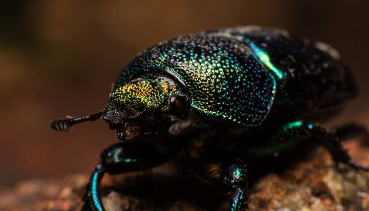 There are around 35 different types of Christmas beetle found in Australia.